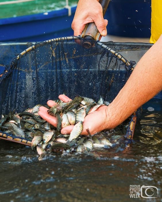 Fish Processing