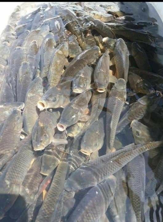 Featured Tilapia Fish