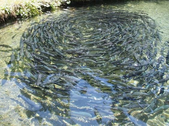 Fish rearing techniques