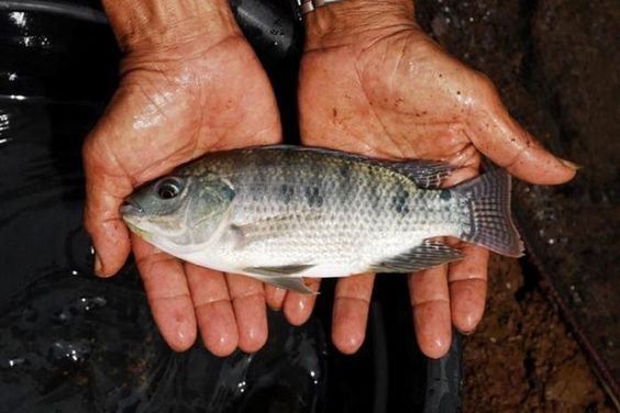 High Quality Gouramis