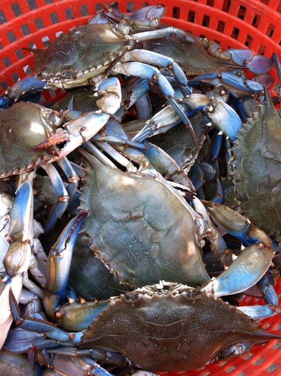 Cracking the Code: The Journey of Crabs in the Processing Industry