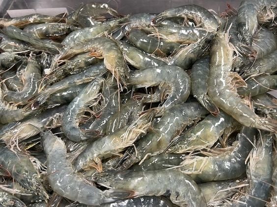 local product shrimp