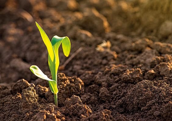 Cultivating Gains: Investment Opportunities in Agribusiness