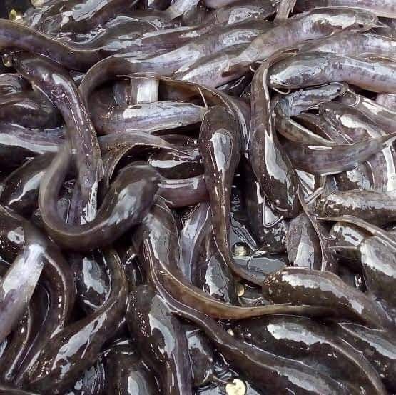 Catfish Feed Efficiency