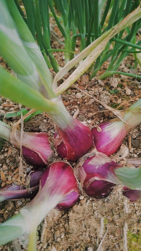 Investing in Onion Plants