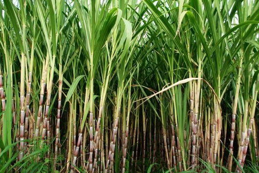 Investing in Sugarcane Plants: