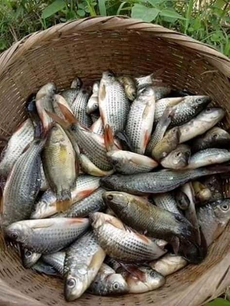 Environmentally Friendly Fish Farming