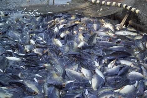 Innovative Pond Fishery