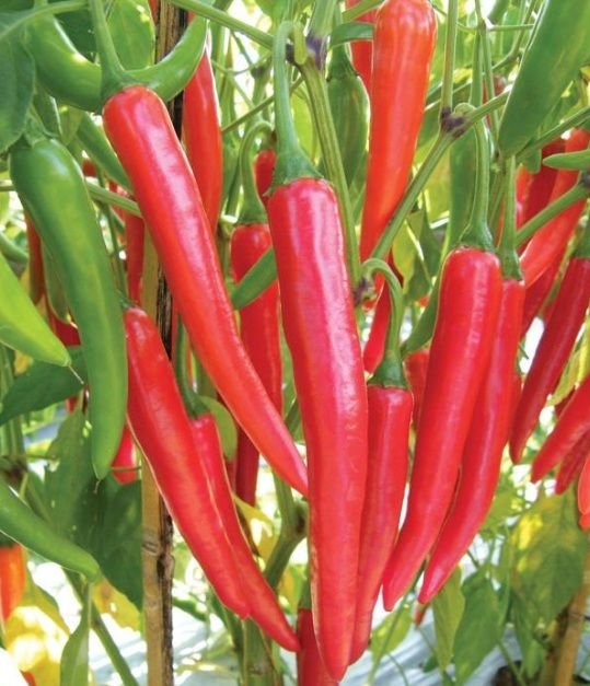 Organic Chili Investment Opportunities