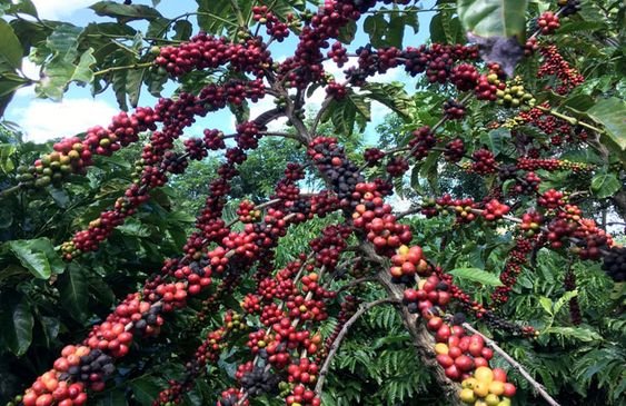 Flores Coffee Investment