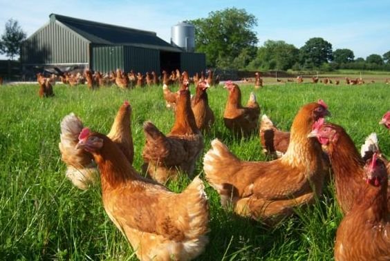 Poultry Farming Investment