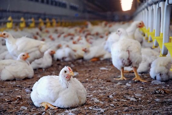 Investing in Chicken Farming