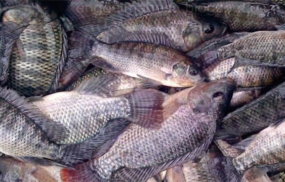 Fresh Tilapia Fish Offers