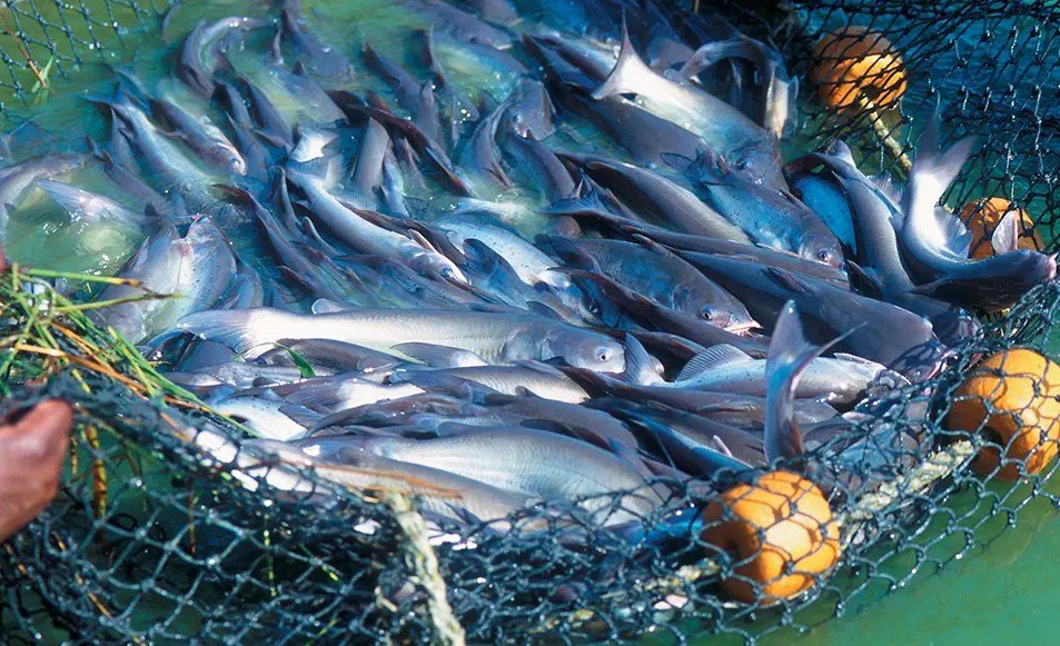 Breeding of Fish