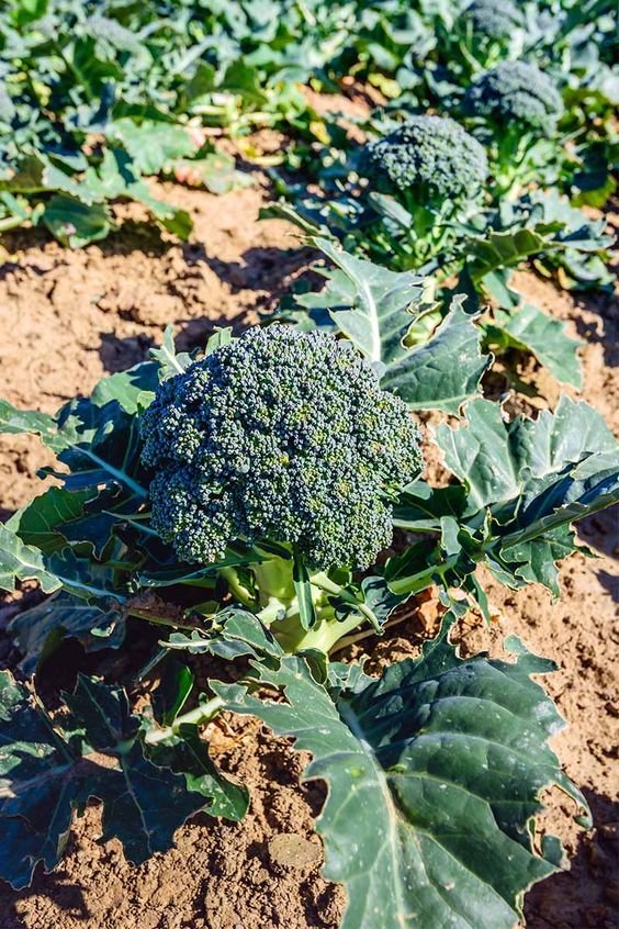 Investing in Broccoli Plants