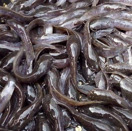 Challenges in Catfish Cultivation