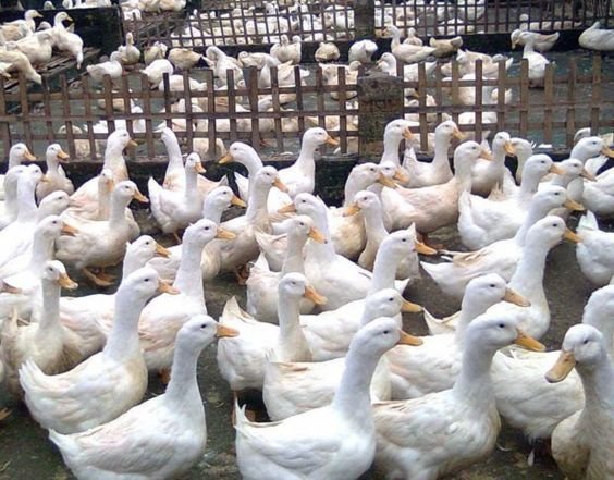 Investment in Duck Farming