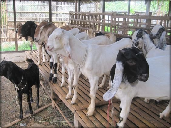 Investment in Goat Farming