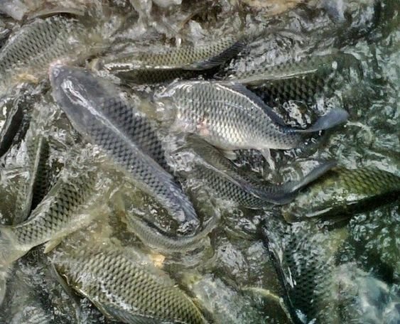 Vannamei Tilapia Fish Cost