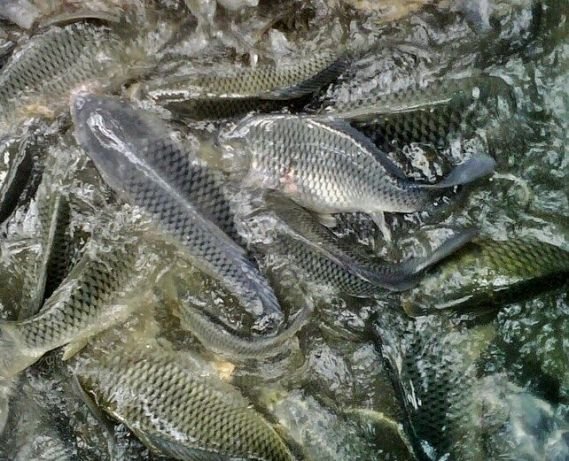 Tilapia Water Quality