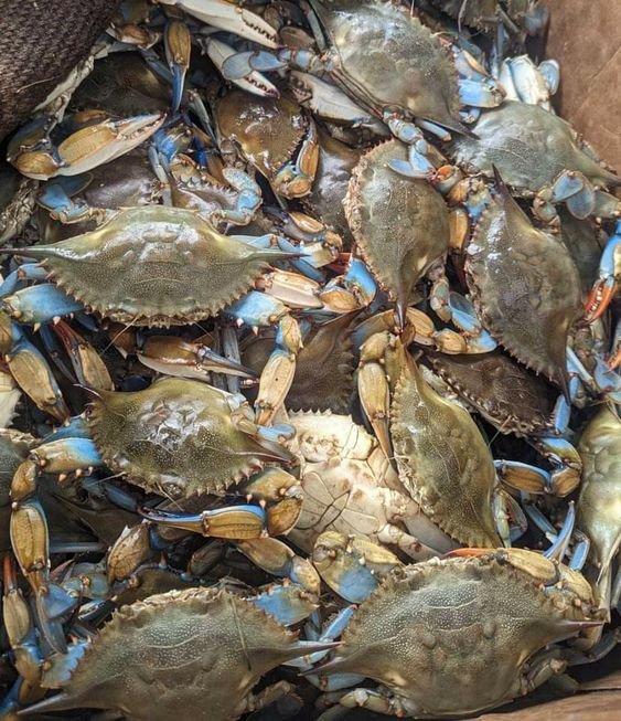 Crab Processing Waste