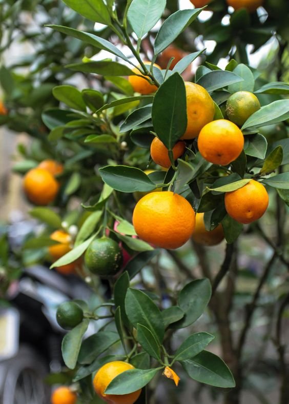 Investment in Citrus Plants