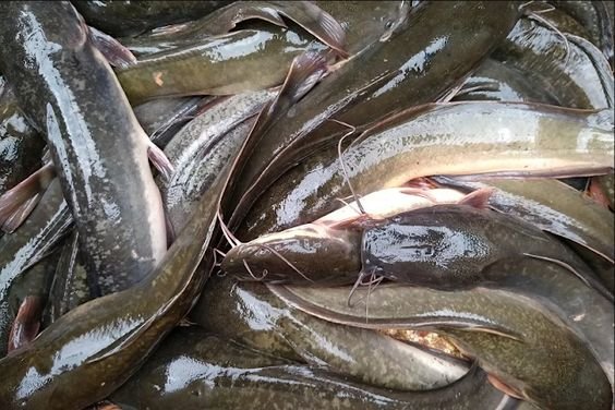 Sustainable Catfish Farming