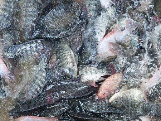 Black Tilapia For Sale