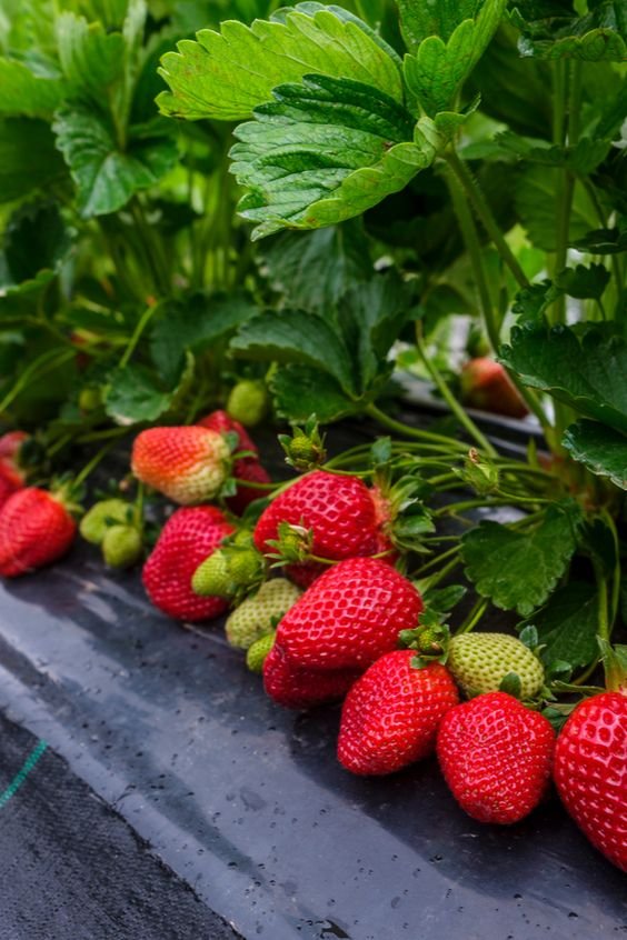 Investing in Strawberry Plants