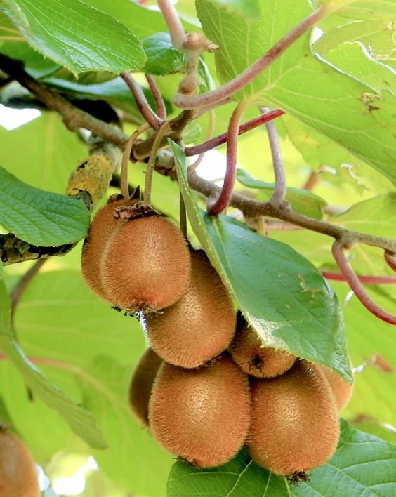 Investing in Kiwi Plants