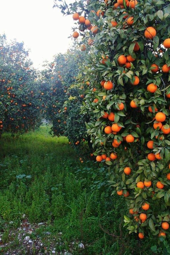 Orange Farming Investment