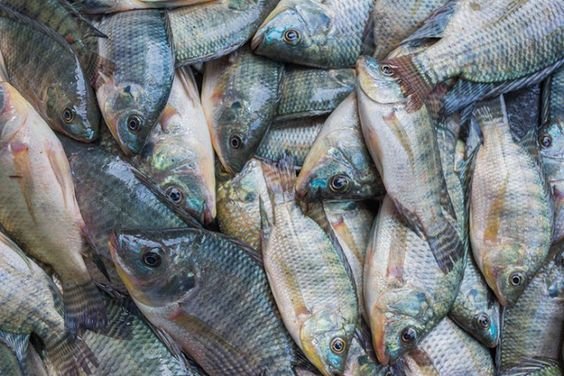 Tilapia Regulations