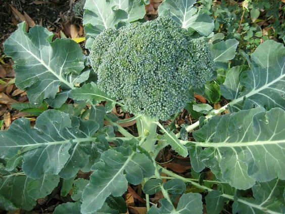 Invest in Fresh Broccoli Plants