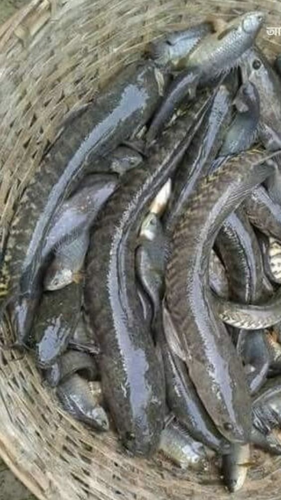 Investing in Snakehead Fish Fisheries