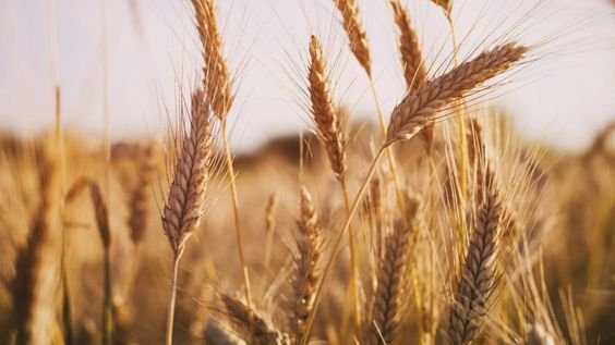 Investing in Wheat Plants