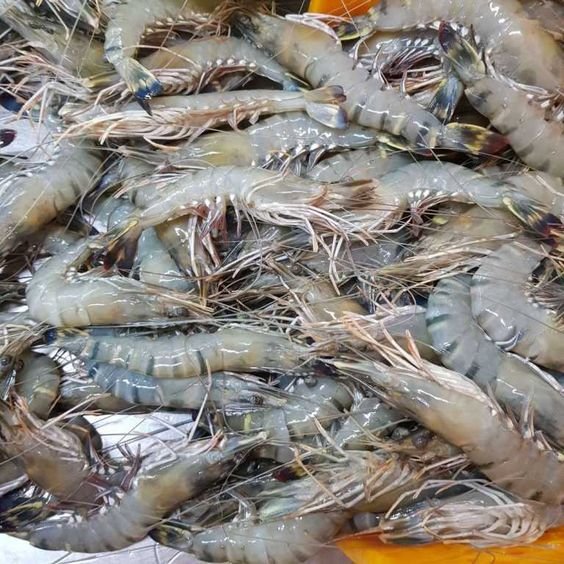 Sale of Vannamei Shrimp