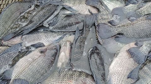 Tilapia Management