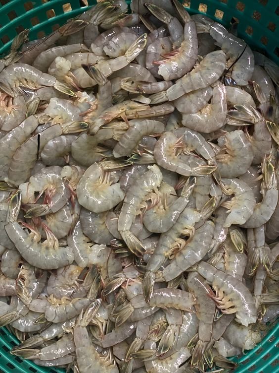 Shrimp Farming Economics