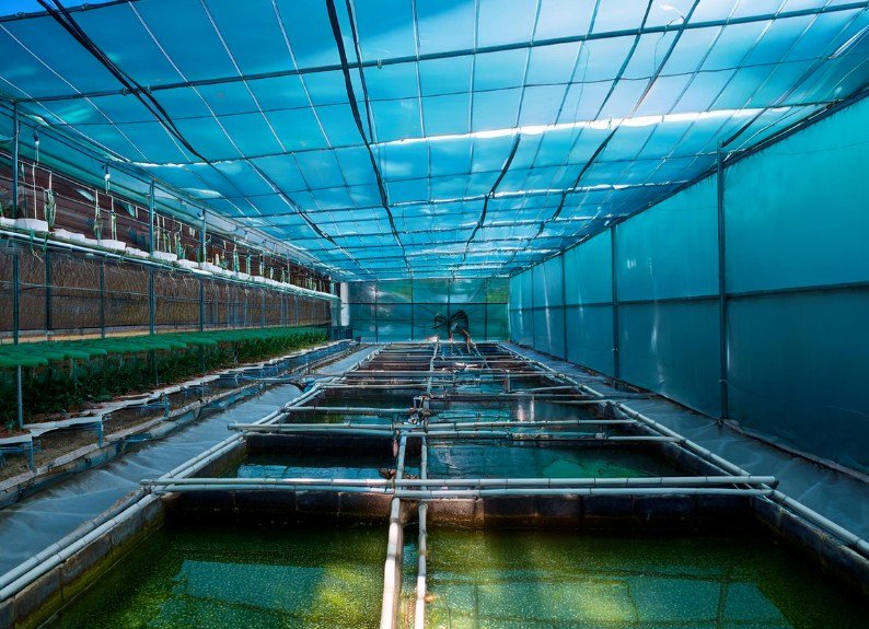 Indoor Shrimp Farming