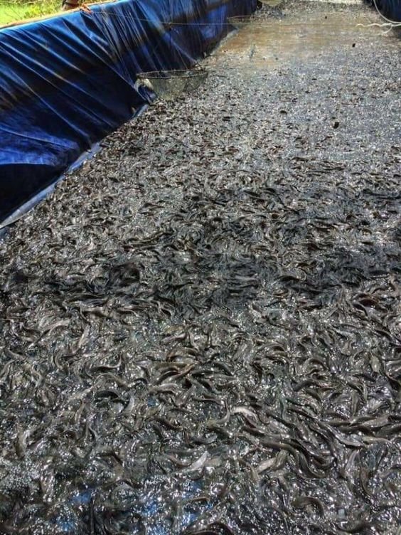 Handling Fish for Market