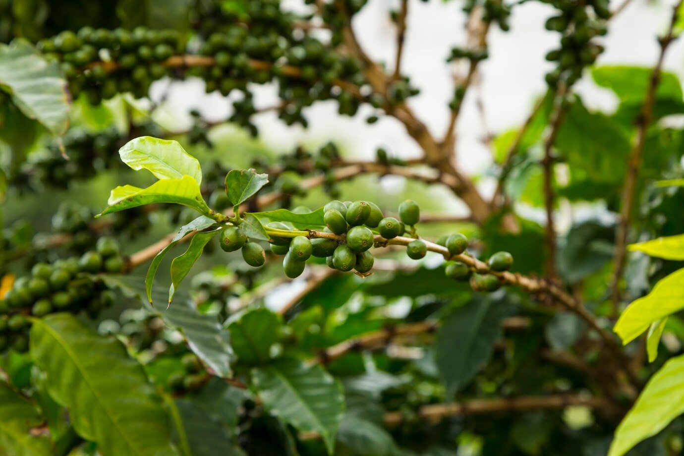 Coffee Growing from Fram