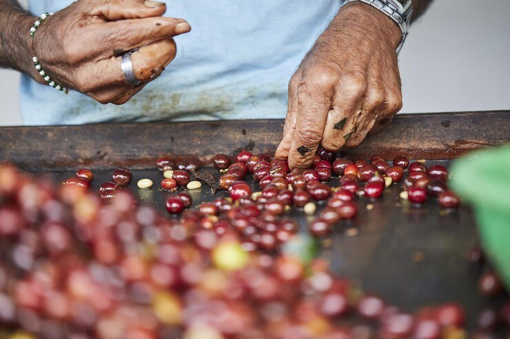 Indonesian Coffee Plantation