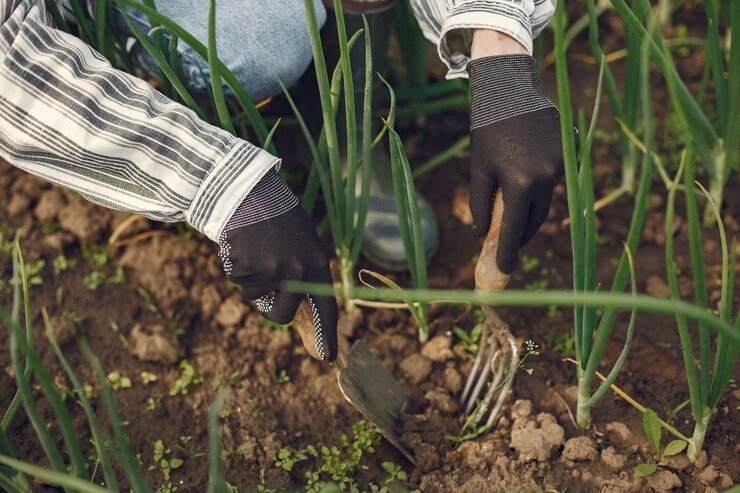 Plantation Agriculture Practices