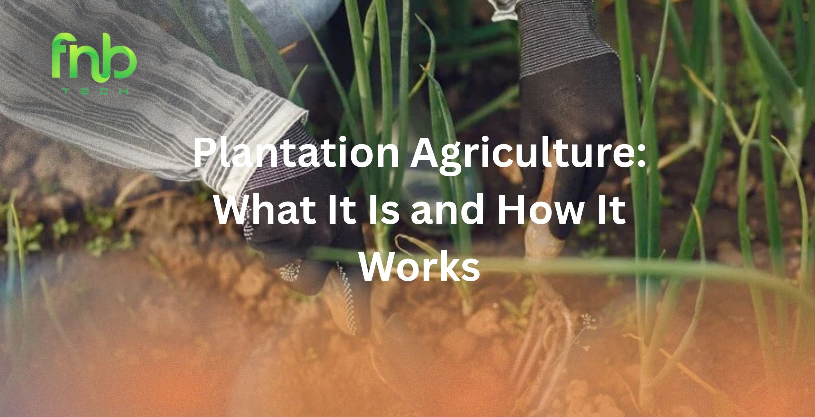 Plantation Agriculture