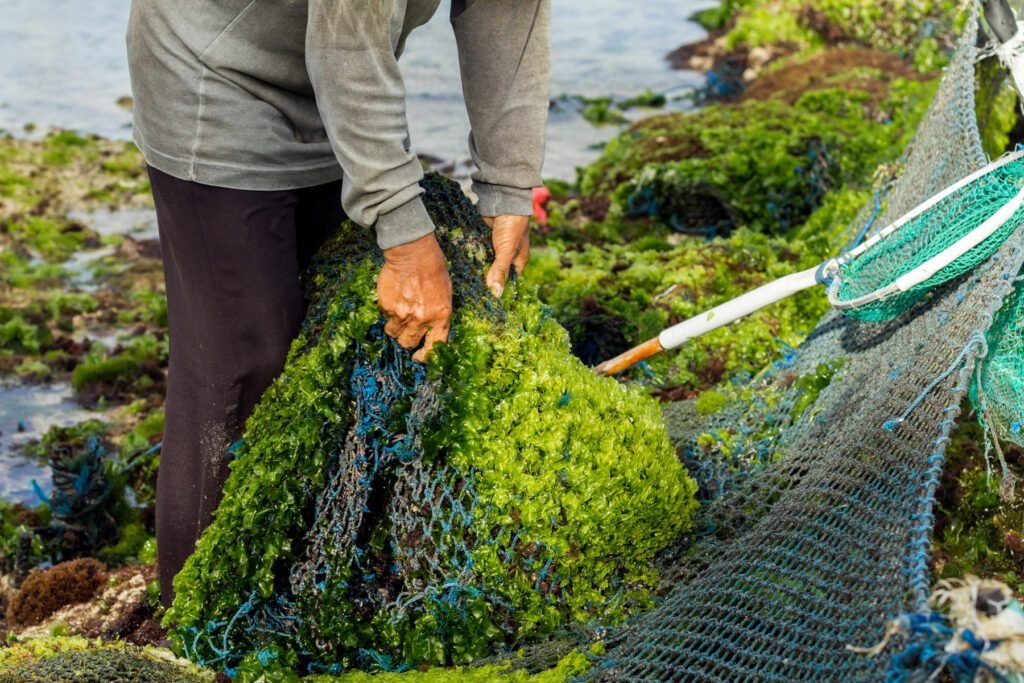 Seaweed Farmer harvesting Seaweed in the Sea