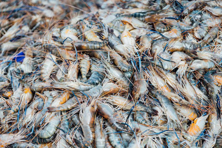 Sustainable Shrimp Farming