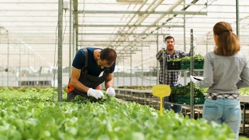 Urban Farmer in New York