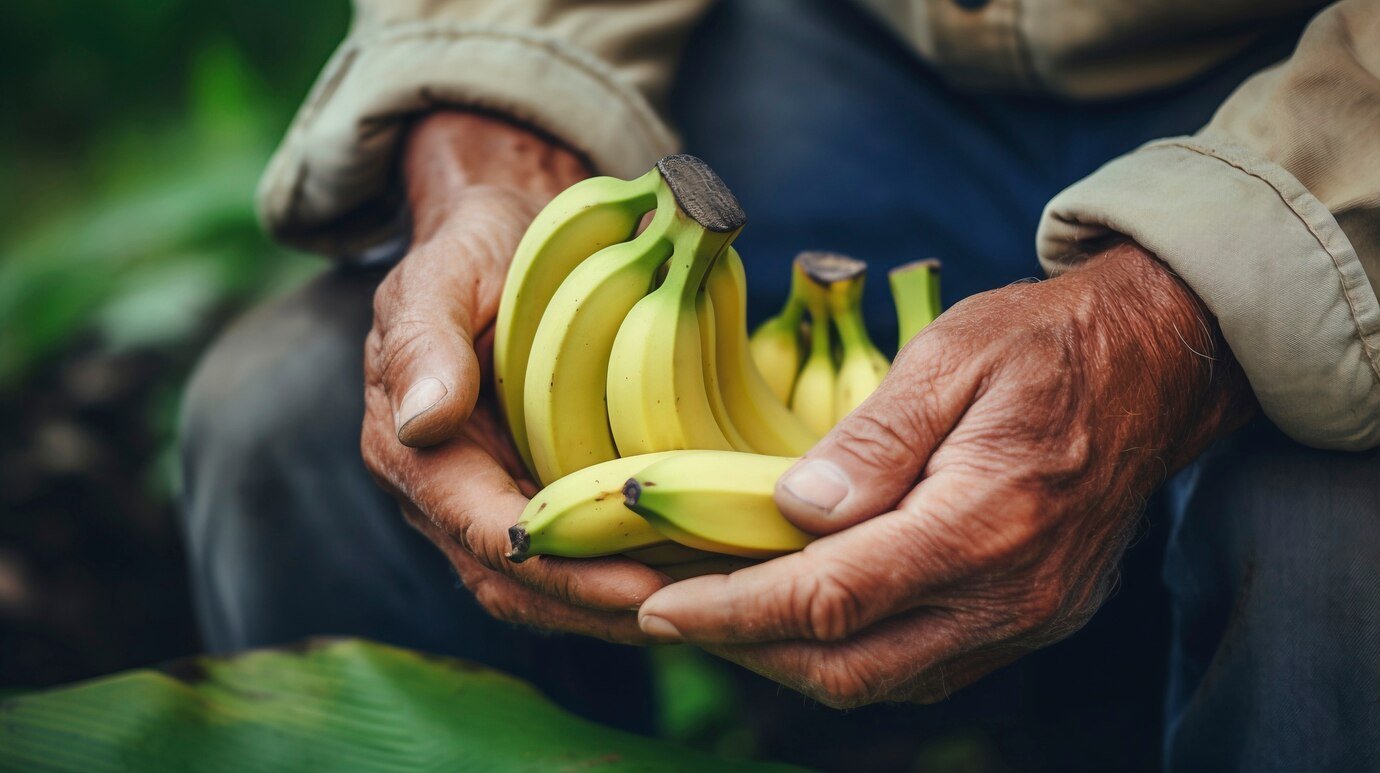 Banana Fruit Horticulture