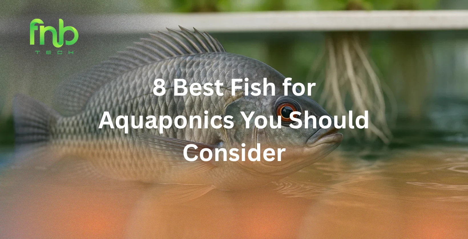 Best Fish for Aquaponics