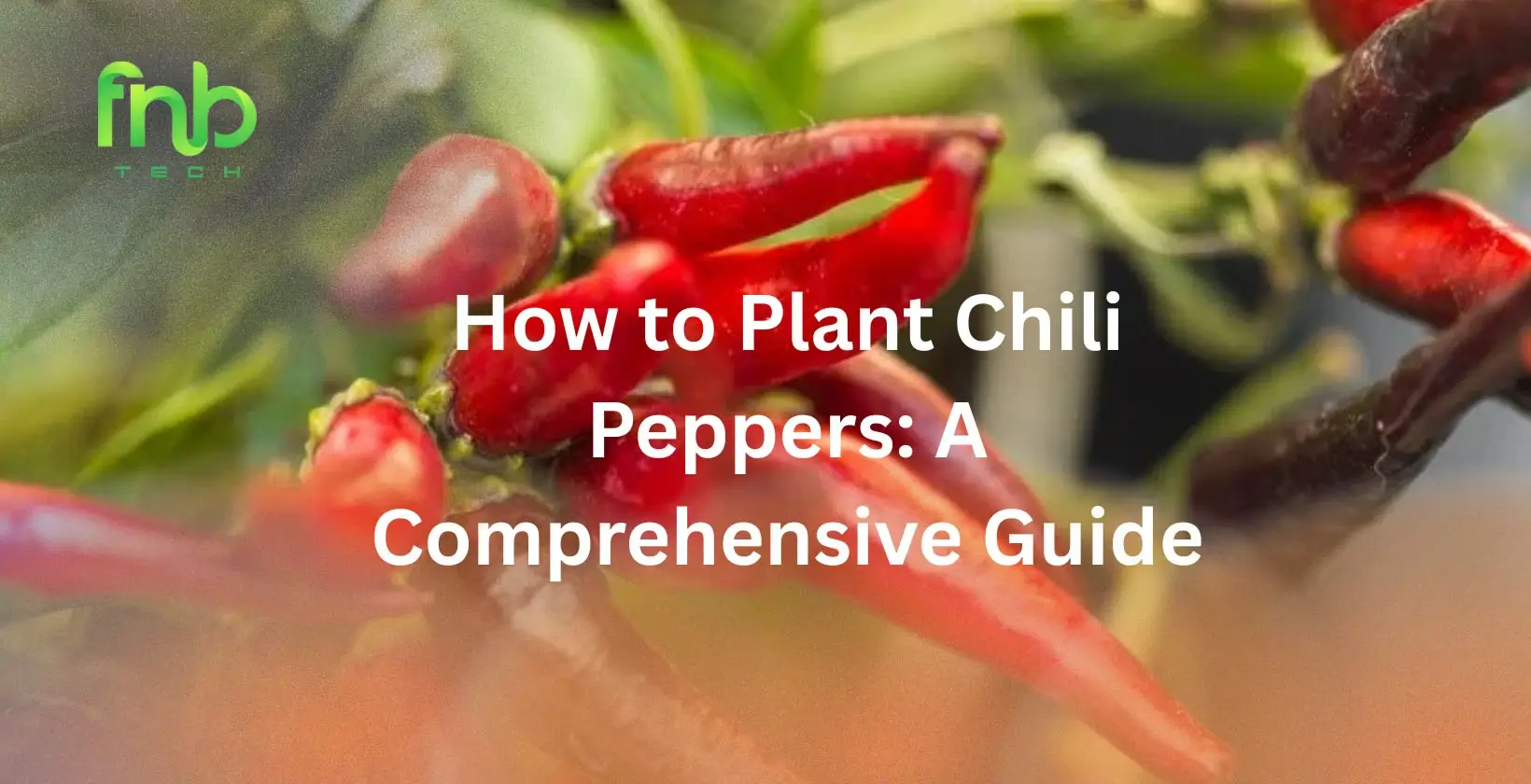 How to Plant Chili Peppers